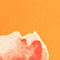BRIGHT TANGERINE