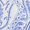 BLAU/ WEISS