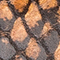 COGNAC/ SCHWARZ