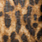 SCHWARZ/ BRAUN