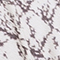ECRU/ KHAKI