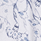 WEISS/ BLAU