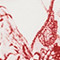 WEISS/ ROT