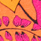 ORANGE/ PINK