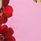 ROSA/ ROT/ GRÜN