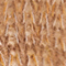 CAMEL/ ORANGE