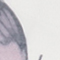 WEISS/ ROSA/ HELLLILA