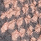 ROSE/ SCHWARZ