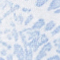HELLBLAU/ WEISS