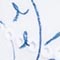 WEISS/ BLAU