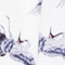 WEISS/ BLAU
