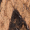 CAMEL/ DUNKELBRAUN