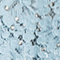 BLAUGRAU