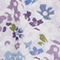 HELLLILA/ BLAU/ LILA