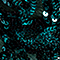 PETROL