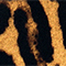 SCHWARZ/ HELLBRAUN