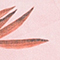 ROSA/ GRAU/ BRAUN