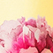 GELB/ PINK