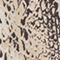 BEIGE/ DUNKELBRAUN