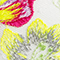 WEISS/ GELB/ FUCHSIA