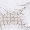WEISS/ BEIGE
