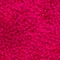 PINK/ ORANGE