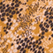 CREME/ COGNAC/ SCHWARZ