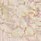 NUDE/ GRÜN/ LILA