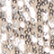 BEIGE/ SILBER