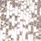 BEIGE/ SILBER