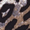 BRAUN/ SCHWARZ