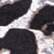BRAUN/ SCHWARZ