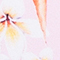 ROSE/ BLAU/ ORANGE