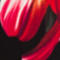 SCHWARZ/ ROT/ GRÜN