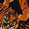 SCHWARZ/ ORANGE