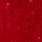 BLAU/ ROT/ CREME