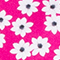 PINK/ WEISS