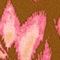BRAUN/ PINK/ ROSÉ