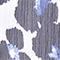 WEISS/ BLAU
