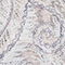 CREME/ BEIGE/ BLAUGRAU