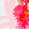 PINK/ WEISS/ GRÜN