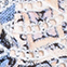 CREME/ HELLBLAU
