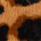 BRAUN/ SCHWARZ