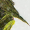 WEISS/ GRÜN/ BRAUN