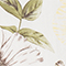 WEISS/ OLIVE/ BRAUN