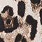 1100 BRAUN