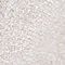 CREME/ SILBER
