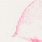 CREME/ PINK