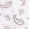 BEIGE/ TAUPE