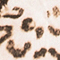 CREME/ SCHWARZ